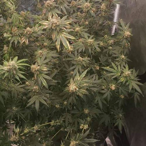 Permanent Rainbow > Elev8 Seeds | Feminized Cannabis   |  Hybrid